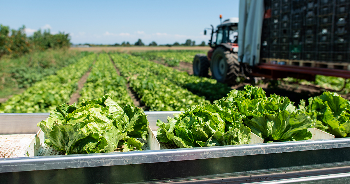 tractor and lettuce production line