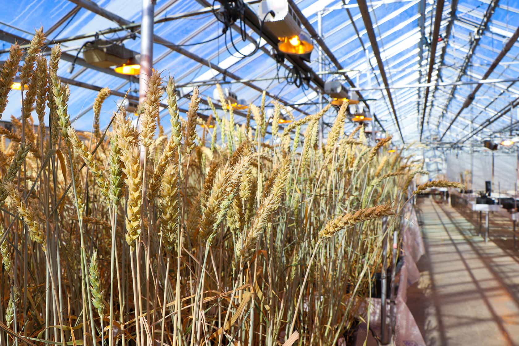 Wheat growing in greenhouse