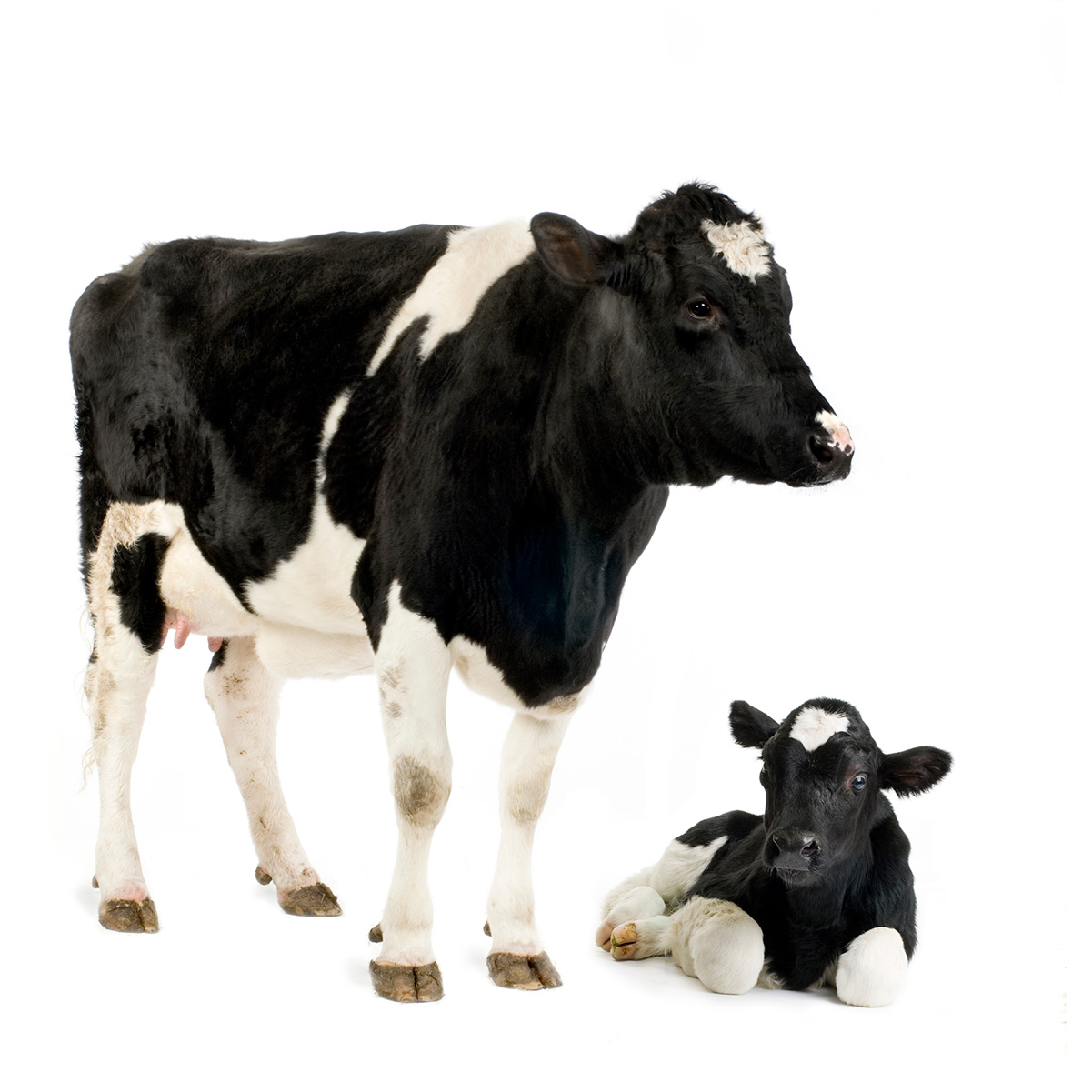 dairy cow and calf