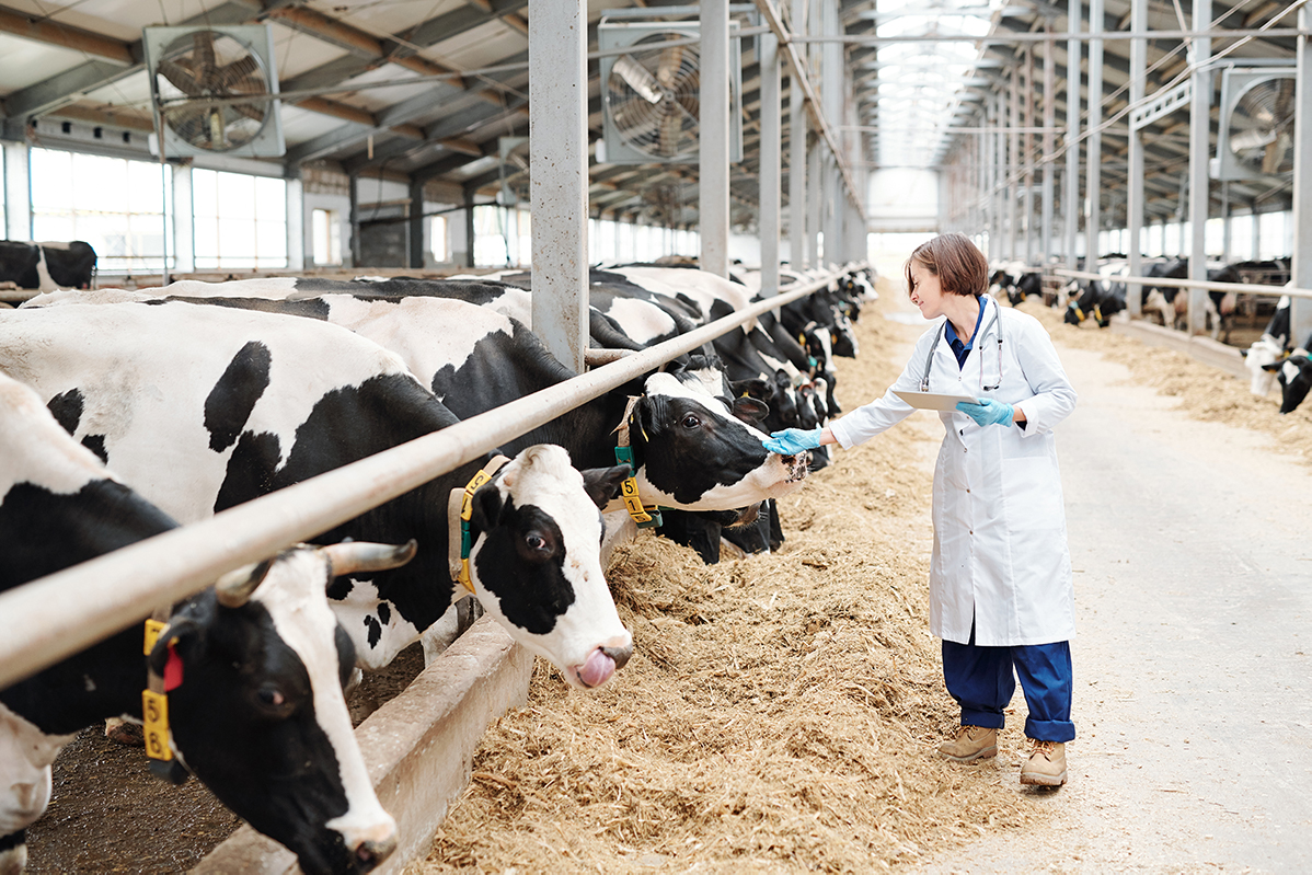 woman vet with dairy cattle
