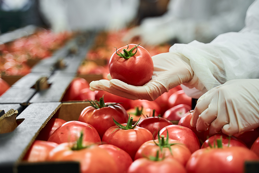 tomatoes on conveyor belt