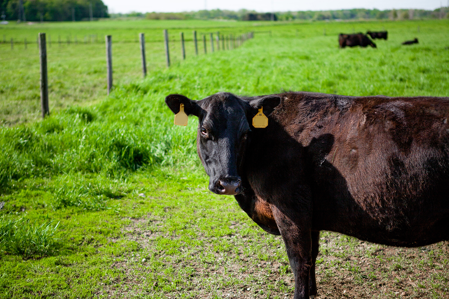 black cow in green field