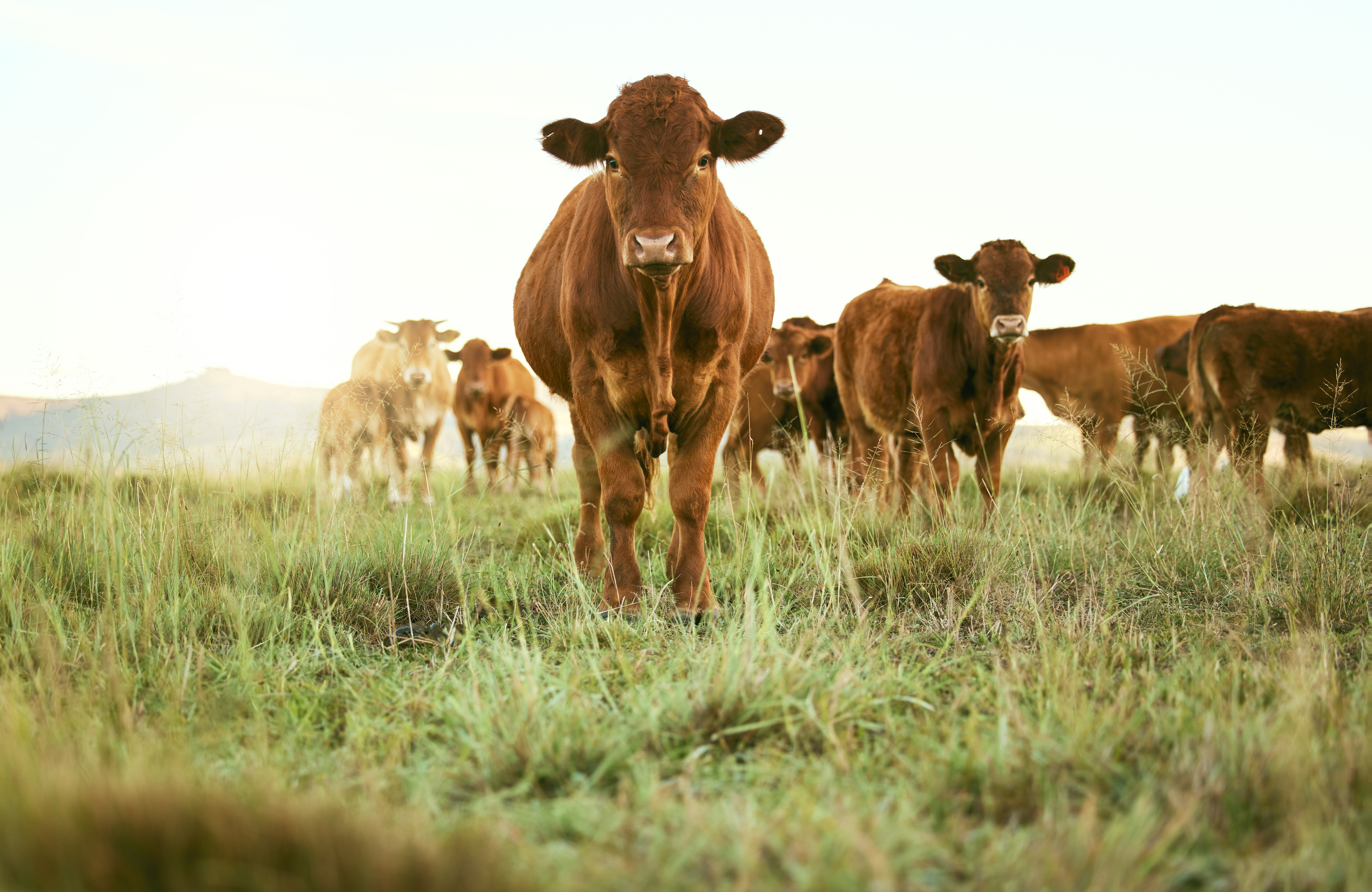 brown cattle in pasture